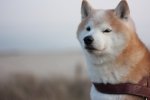 Liệu Shiba Inu tham gia vào P2E giá nó có trở lại vùng ATH?